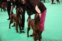 Crufts2011 167